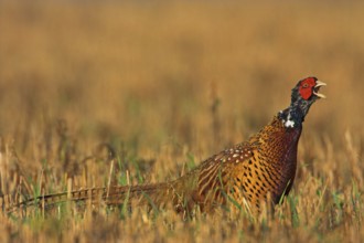 Pheasant (Phasianus colchicus), Faisan de Colchide, Faisan de chasse, Faisán Vulgar, Bad Dürkheim