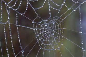 Spider web in the morning dew, water drop, dewdrop Lahn-Dill-Kreis, Hesse, Federal Republic of