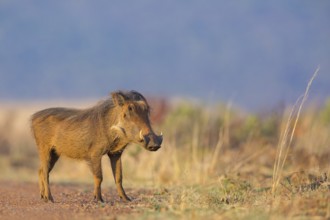 Warthog, (Phacochoerus africanus), animals, mammals, biotope, habitat, Africa, Addo Elephant