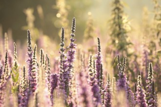 Loosestrife, Lythrum salicaria on a meadow at dawn
