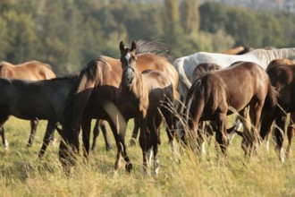Foals and mares in the meadow at dawn, Poland, Europe