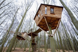Treehouse hotel, Berlepsch, Witzenhausen, Hesse, Germany, Europe