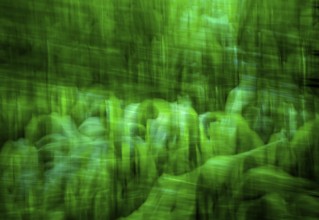 Abstract maize plants, wiping effect, looks like soldiers