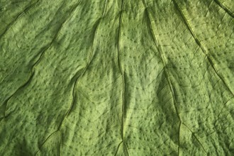 Boj tree green leaf macro closeup texture nature backgrounds