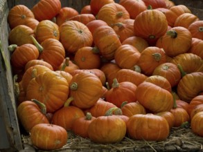 A large pile of small orange pumpkins in a wooden container, borken, münsterland, germany