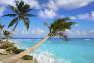 Playa del Carmen beach palm trees in Riviera Maya Caribbean of Mexico