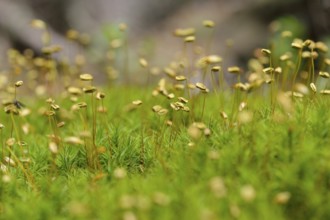 Blueten des Widertonmoos/Frauenhaarmoos. Flowers of Common haircap moss, Common hair moss, great