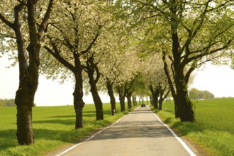 Avenue of cherry trees in spring Avenue of cherry trees in spring