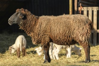 Lamb and sheep in a sheepfold and a pasture in a village in winter
