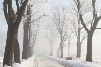 Winter rural road between the trees covered with frost