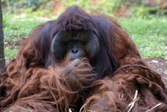 Portrait of a big male orangutan