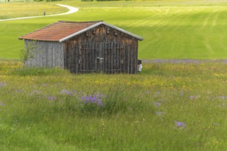 Old barn in a country meadow near Rotenbach wiesen nature reserve. Friedenweiler,