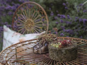 Detailed view of a round metal table with plants in a lavender garden, Borken, Münsterland,