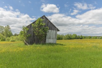 Old barn in a country meadow near Rotenbach wiesen nature reserve. Friedenweiler,