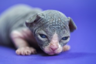 Portrait of Sphynx Hairless Cat of blue and white two weeks old lying on blue background. Cute male