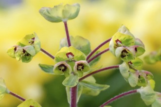 Flowering spurge in spring against a blurred green-yellow background