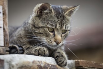 Tabby cat close up, selective focus