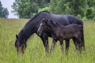 Friesian mare horse and foal on the meadow. Warlander, a cross between a Friesian and a Lusatian