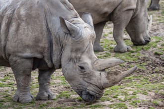 Southern white rhinoceros (Ceratotherium simum simum) . Critically endangered animal species