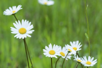 Spring meadow full of daisies