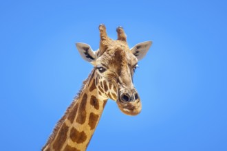 An image of a beautiful Giraffe portrait isolated in front of a blue sky