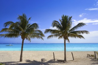 Caribbean beach coconut palm trees in Riviera Maya of Mexico