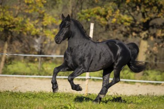Friesian stallion in the pasture in autumn