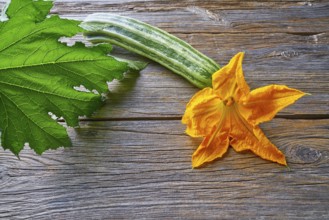 Zucchini vegetable and flower on wooden board