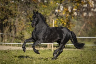 Friesian stallion in the pasture in autumn