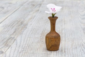 Small wooden vase with white flower. Bulgaria, Plovdiv