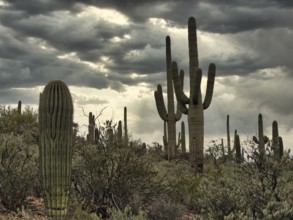 Prickly cactuses and leafless shrubs growing against gray overcast sky in Saguaro National Park in