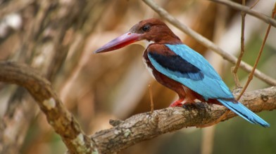 White-Throated Kingfisher, Halcyon smyrnenis, Wilpattu National Park, Sri Lanka, Asia