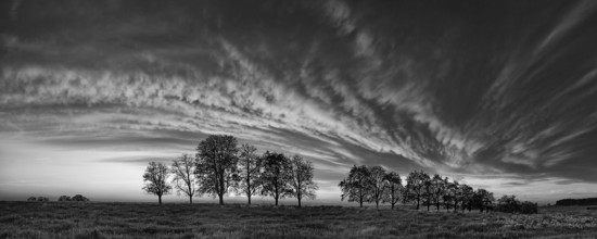 Panorama, row of trees in the approach of a cloud front