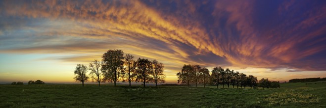 Panorama, row of trees in the approach of a cloud front