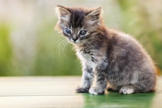 Feline animal pet little british domestic cat curious face looking eyes