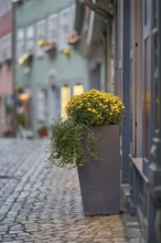 Flowers in a flower pot