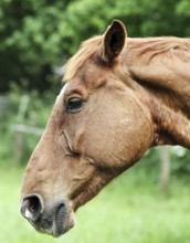 Portrait of a brown horse, 2014