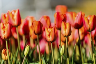 Tulip blossom