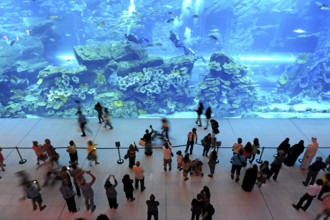 Dubai Aquarium in the Dubai Mall shopping centre, Downtown, Dubai, United Arab Emirates, Asia