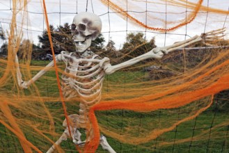 Skeleton