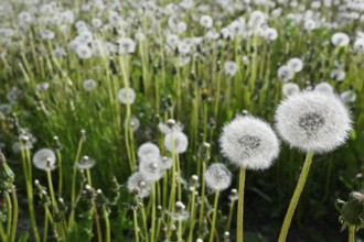 Dandelion blowballs or seed heads on a meadow in summer