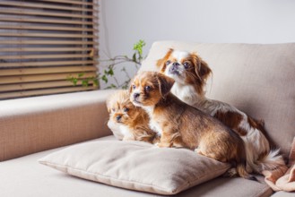 The mom dog with her puppies are sitting on the couch. Pekingese dog indoor
