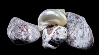 A pearly turban snail shell rests atop textured volcanic rocks against a black background. The