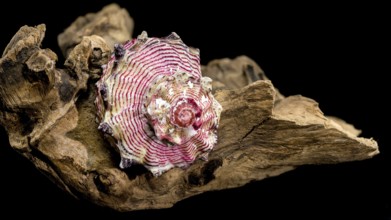A beautiful sea shell Strawberry Conch resting on a piece of weathered driftwood, isolated against