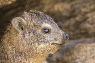 Rock hyrax (Procavia capensis)