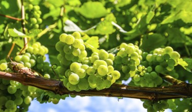 Grapes