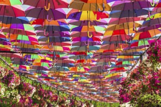 UAE, DUBAI - DECEMBER 30: multicolor umbrellas roof in Dubai miracle garden on December 30, 2014