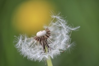 Withered (Taraxacum officinale)