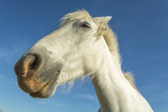 Camargue horse portrait in a pasture in the Camargue national park. Provence-Alpes-Cote d'Azur,