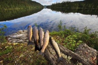 A catch of trout fish, Northern Europe, Scandinavia, Norway, Europe